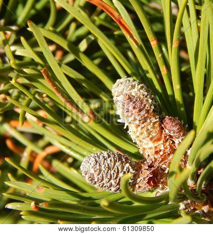 Pine cones on branches