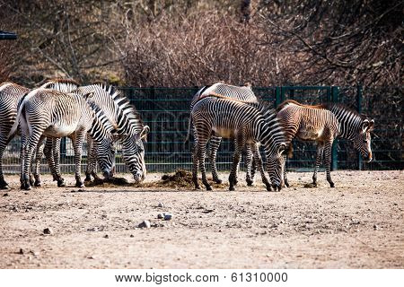 Animal Zebre Portrait
