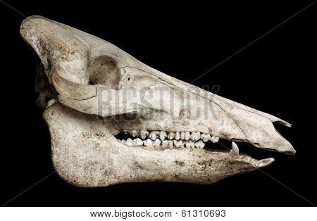 Skull Of A Pig