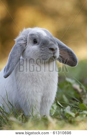 Siamese-blue Rabbit