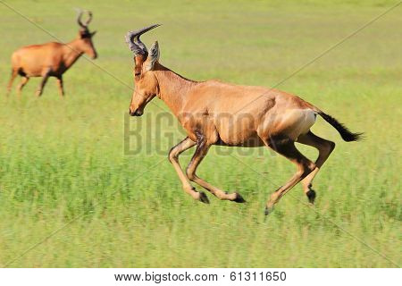 Red Hartebeest - African Wildlife Background - Running Red Speed