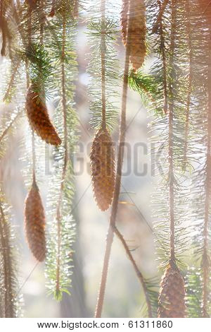 Spruce Cones And Branches In Sunbeams