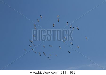 pelicans