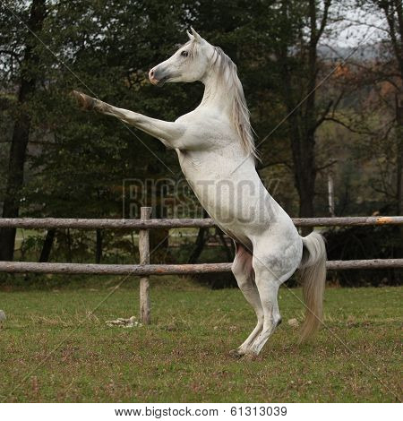 Gorgeous Arabian Stallion Prancing
