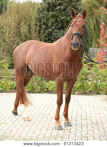 Beautiful Dutch Warmblood With Perfect Hair Style