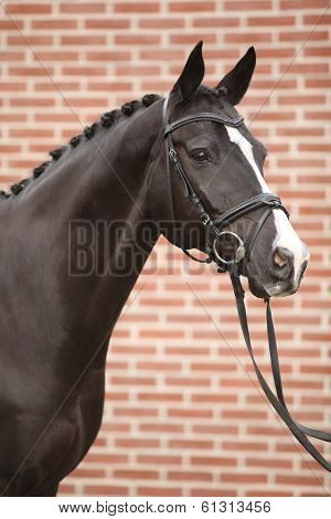 Nice Big Horse With Perfect Hair Style