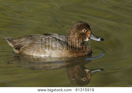 Redhead Duck