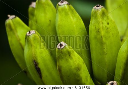 Bananas