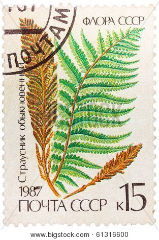 Stamp Printed In The Ussr Shows Ostrich Fern