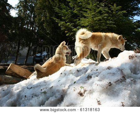 Akita Inu