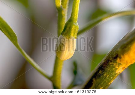Extreme close up picture of chilli bud/flower taken while sun's rays fall on it in evening