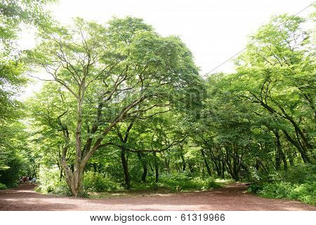 Saryeoni Forest Road In Jeju Isalnd, Korea