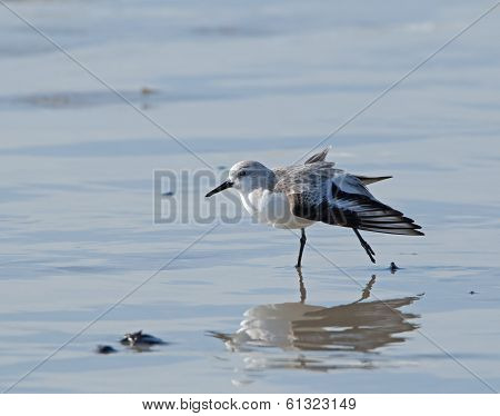 Sanderling Stretching