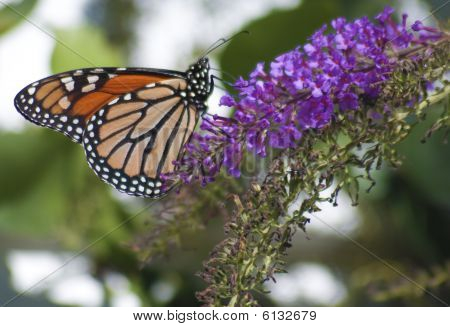 Monark Danaus Plexippus sommerfugl
