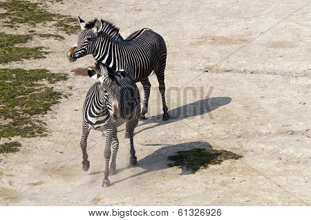 Zebras