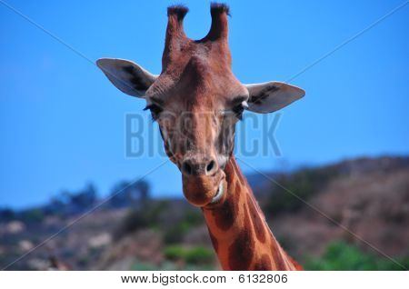 Giraffe at the San Diego Wild Animal Park