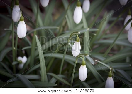 Snow Drops