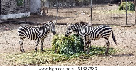 happy zebra family