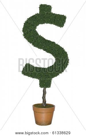 Topiary tree in shape of dollar symbol