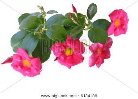 Pink Allamanda Mandevilla