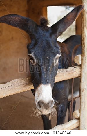 Donkey in a stall