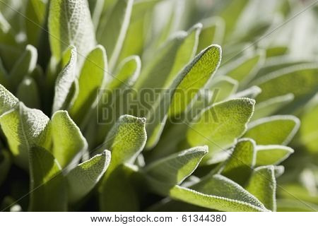 Sage