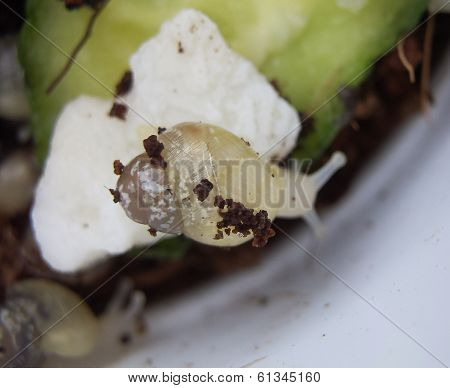Young snail Achatina