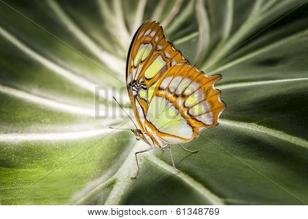 Malachite Butterfly