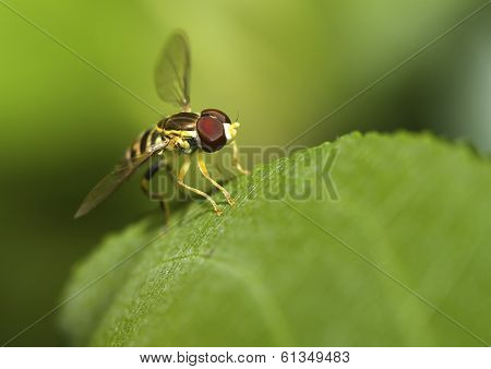 Macro Shot Of A Hover Fly