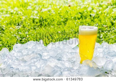 one beer and garden in the summmer
