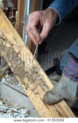 Closeup Of Man's Hand Showing Live Termite And Wood Damage