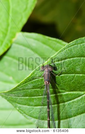 weibliche gemeinsamen blau damselfly