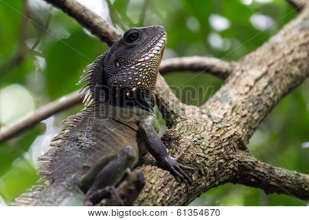 Chinese Water Dragon (Physignathus cocincinus), standing in tree branches, Thailand