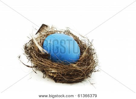 egg in nest
