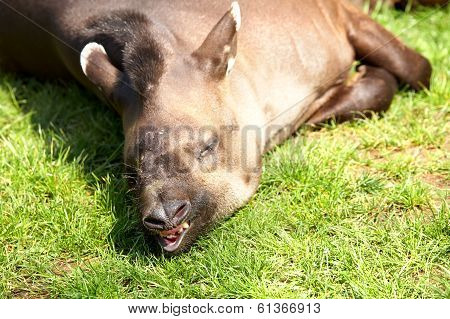 Tapir
