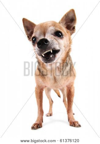 a cute chihuahua on an isolated white background studio shot