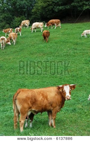 Cow in Foreground