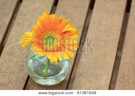 Beautiful Gerbera Or Barberton Daisy