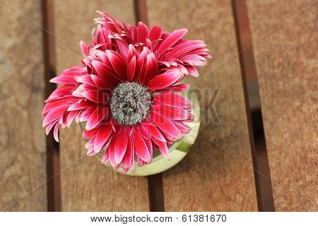 Beautiful Gerbera Or Barberton Daisy
