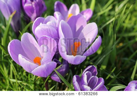 Crocus