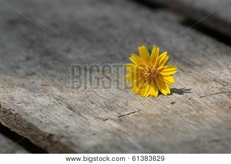 Wedelia Trilobata On Tree Bark