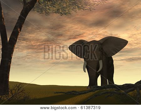 Elephant With The Sun From Behind