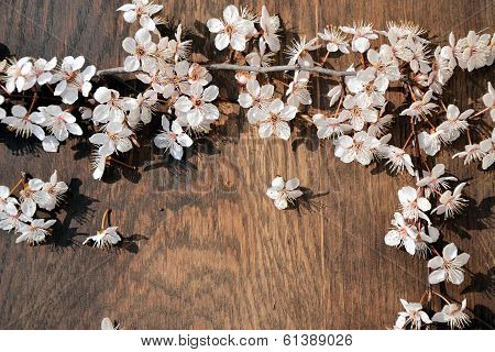 branches in flowers