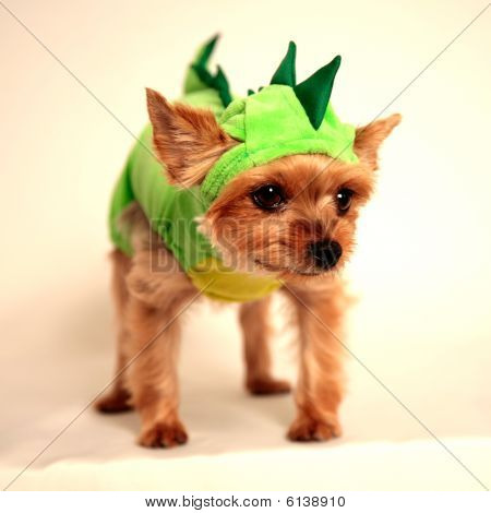 Drache