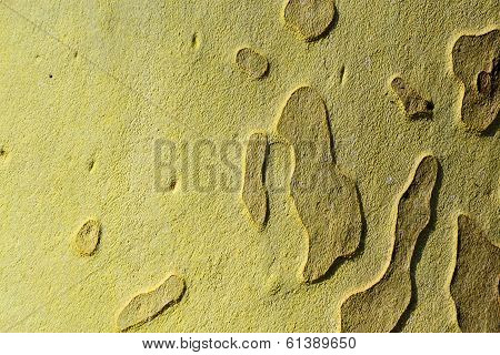 tree bark