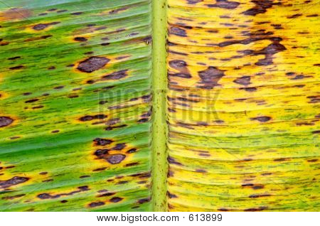 Hoja de plátano