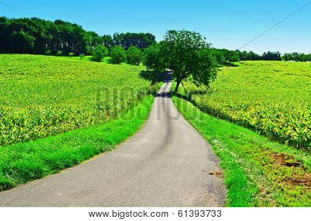 Plantation