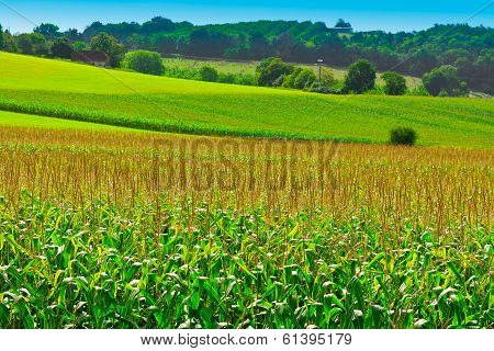 Corn