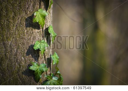 Ivy