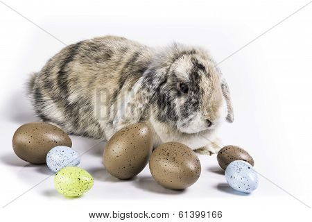 brown easter bunny
